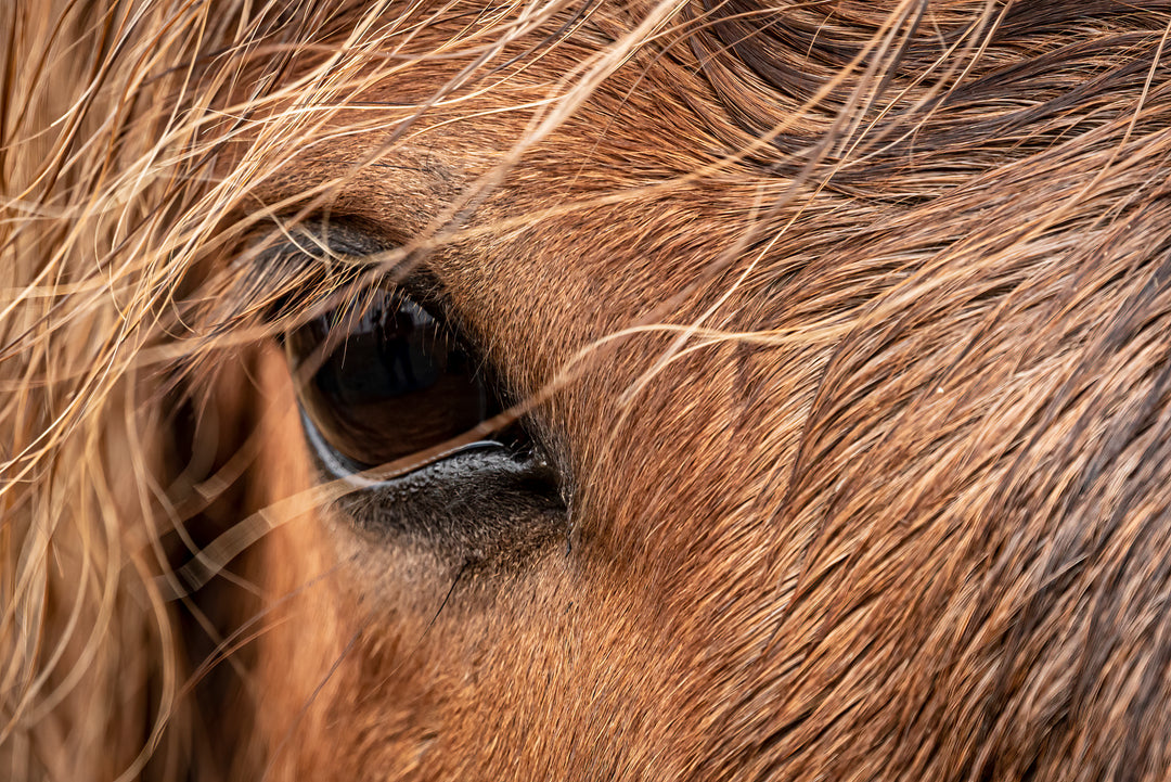 Ielandic Horse Red Eye