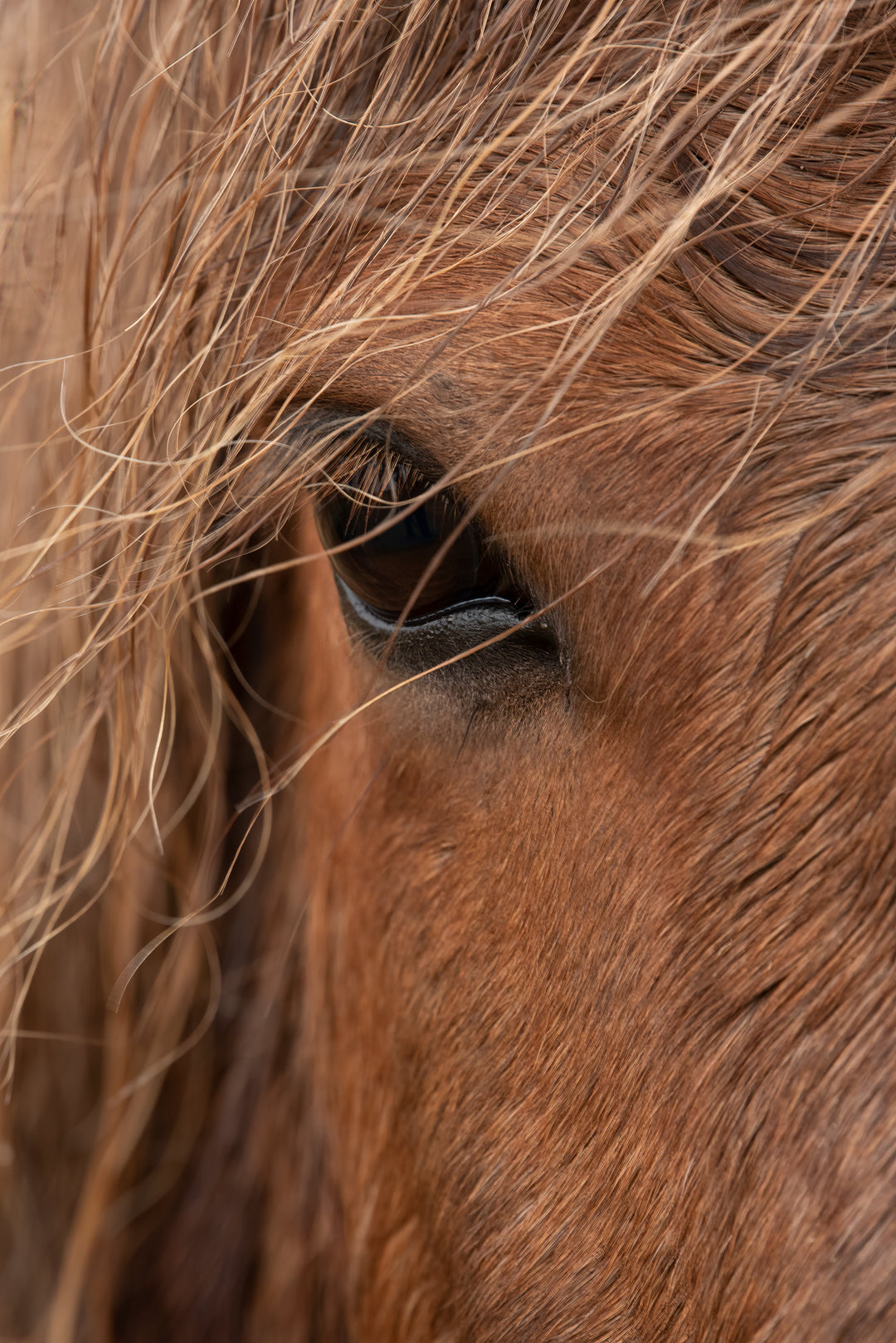Ielandic Horse Red Eye Vertical