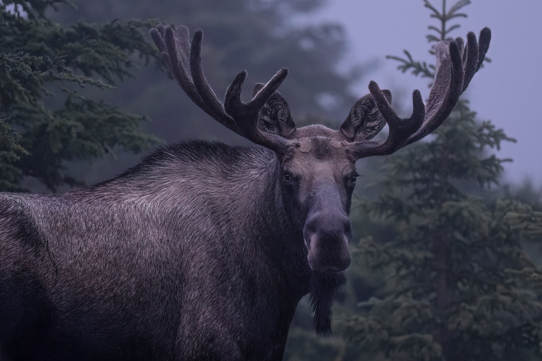 Moose Bull Mist Side