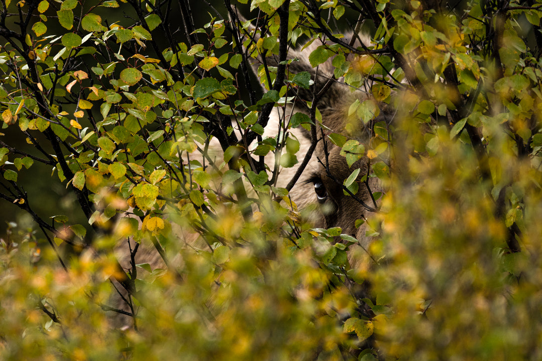 Moose Cow Old Denali