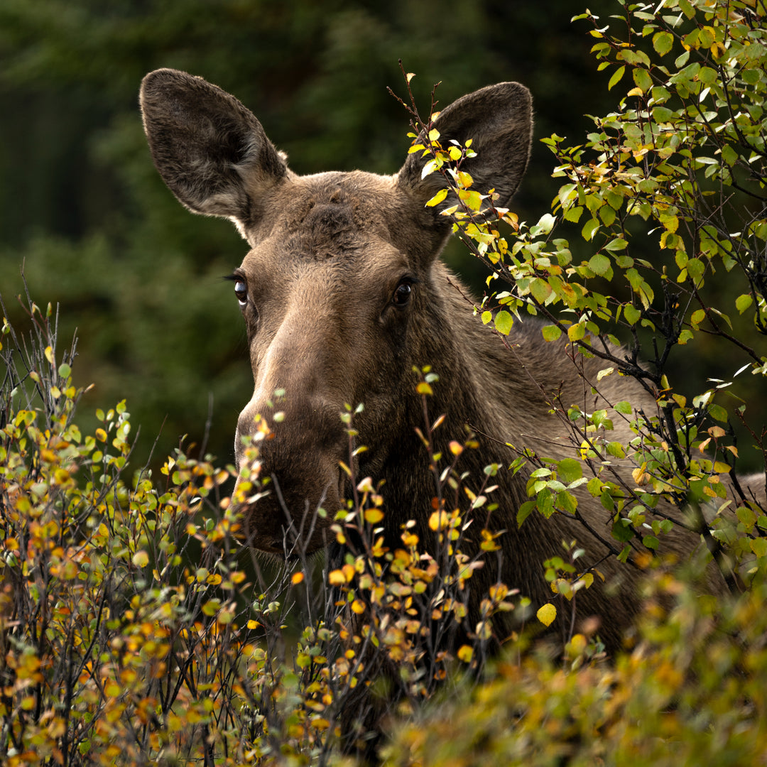 Moose Cow Old Denali 2