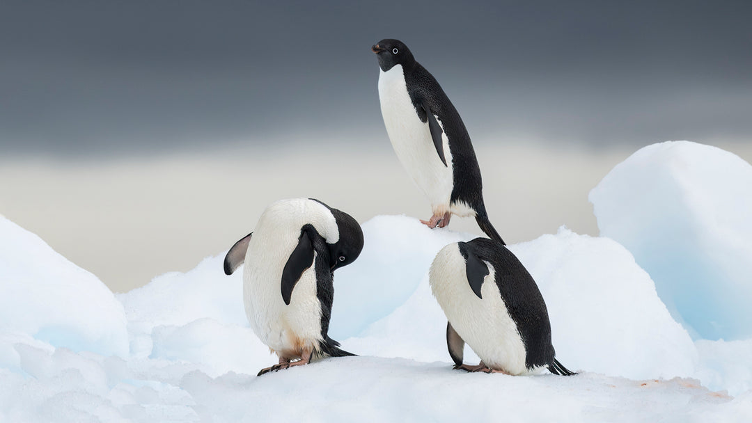 Antarctica Adelie Preening