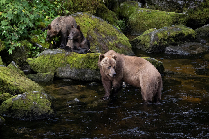 The Alaskan Bear – An Apex Predator