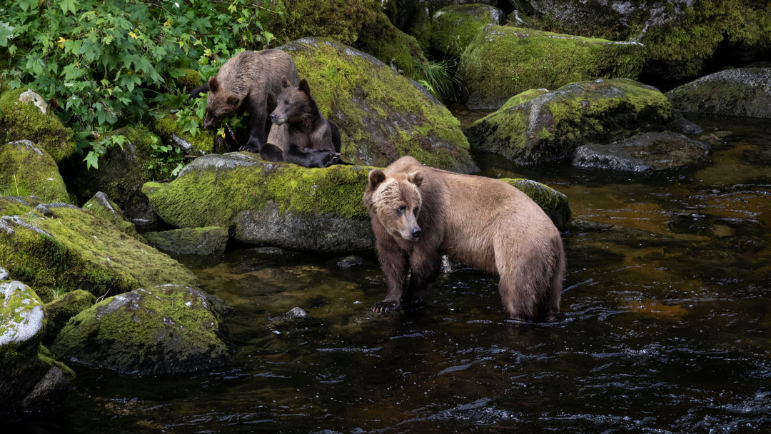 The Alaskan Bear – An Apex Predator