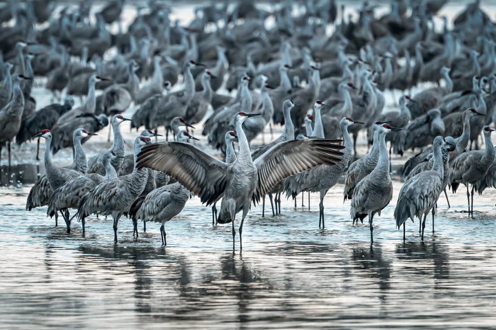 Sandhill Cranes – The Last Great Animal Migration in America