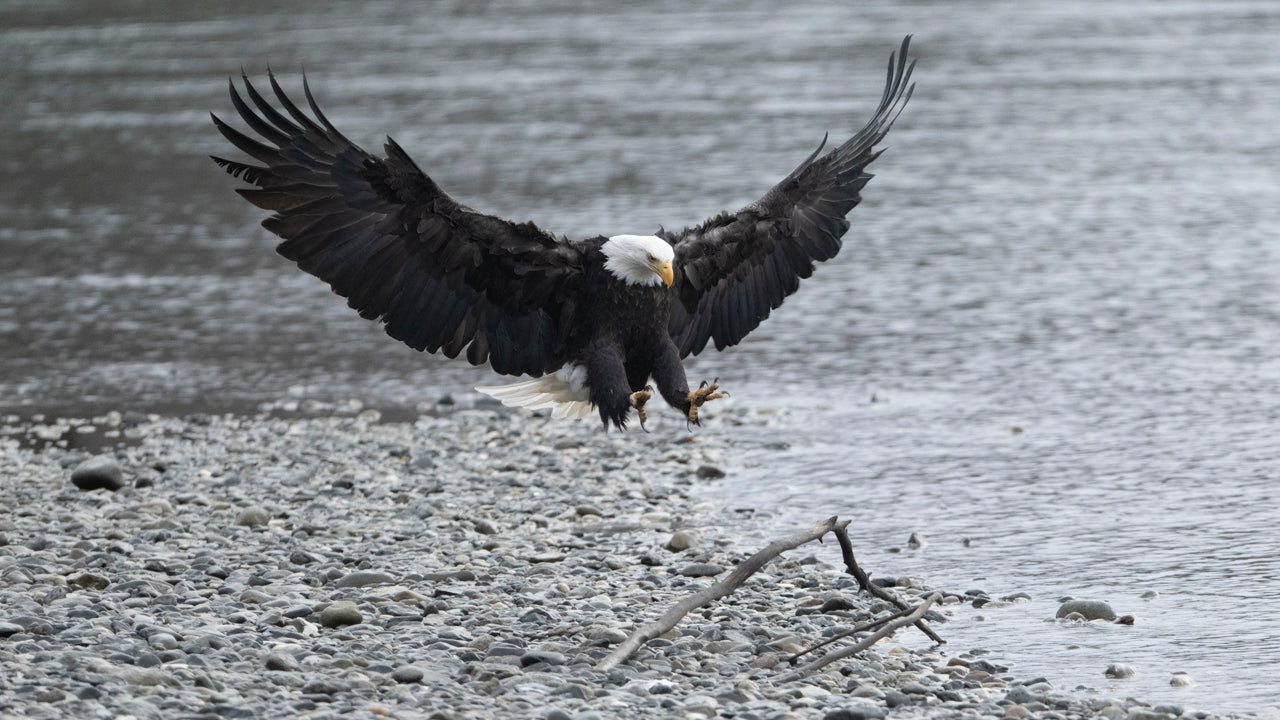 Bald Eagle - Gallery