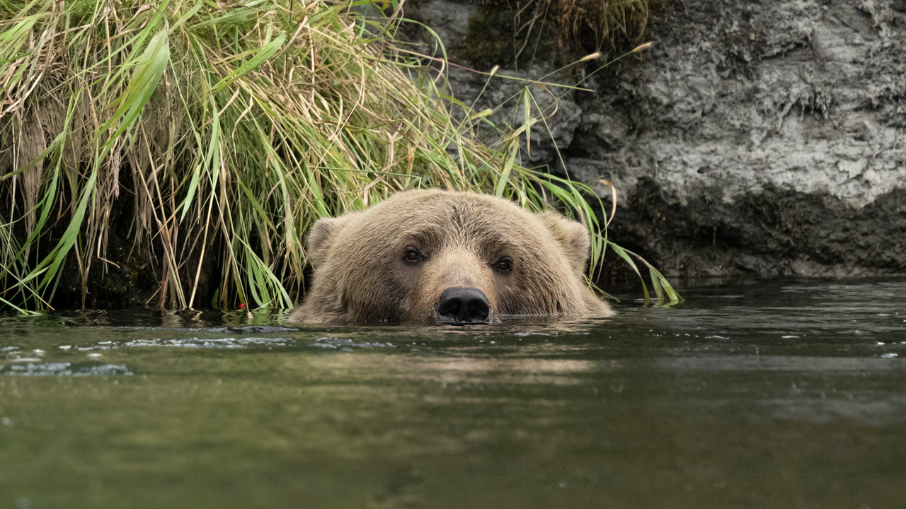 Alaskan Bears