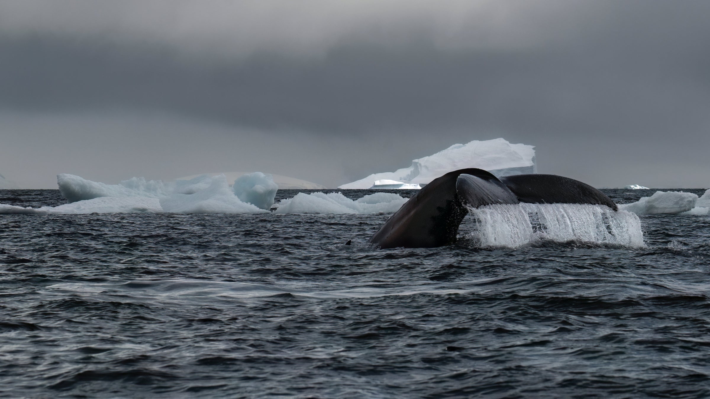 Whales & Seals - Gallery