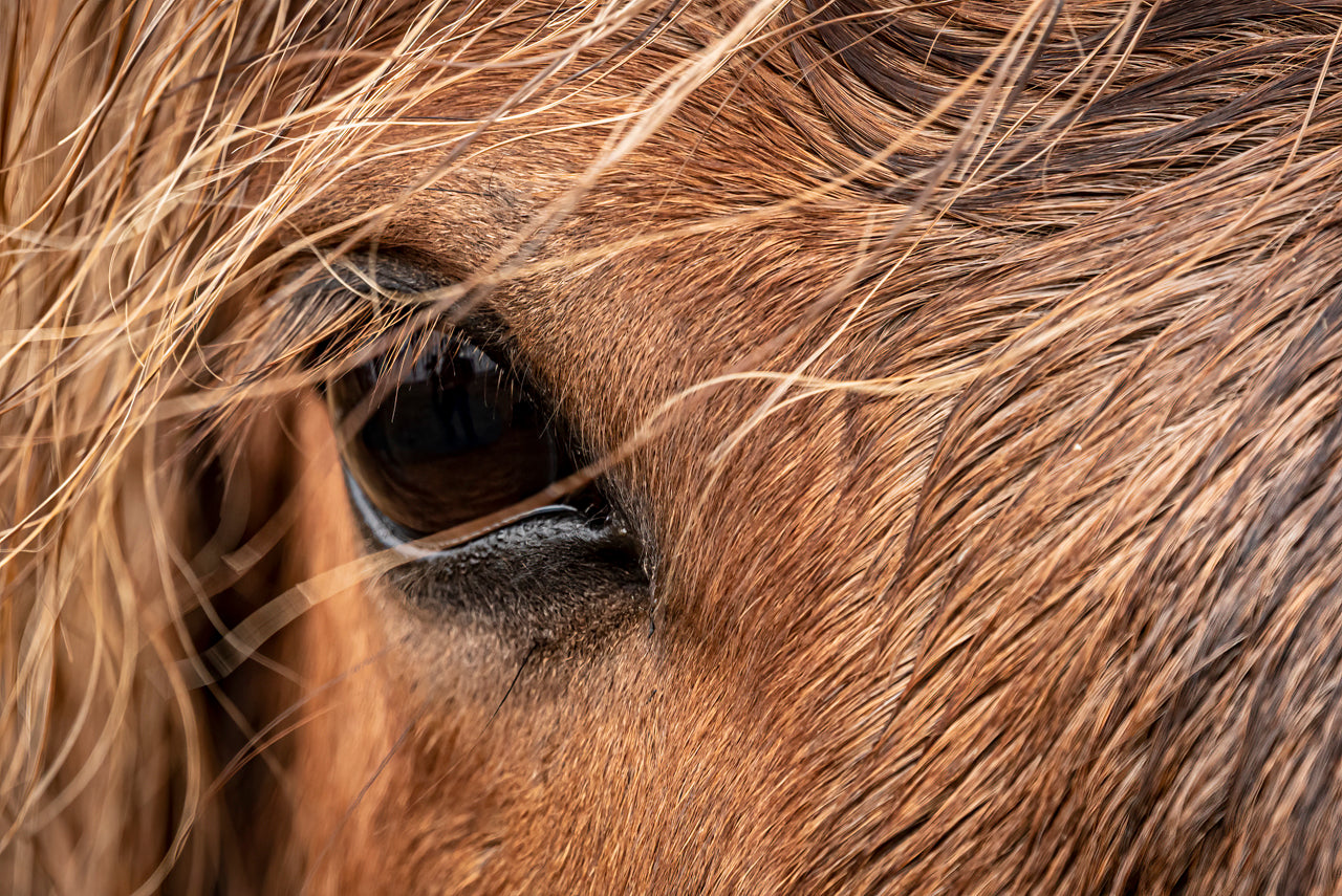 Icelandic Horse - Gallery