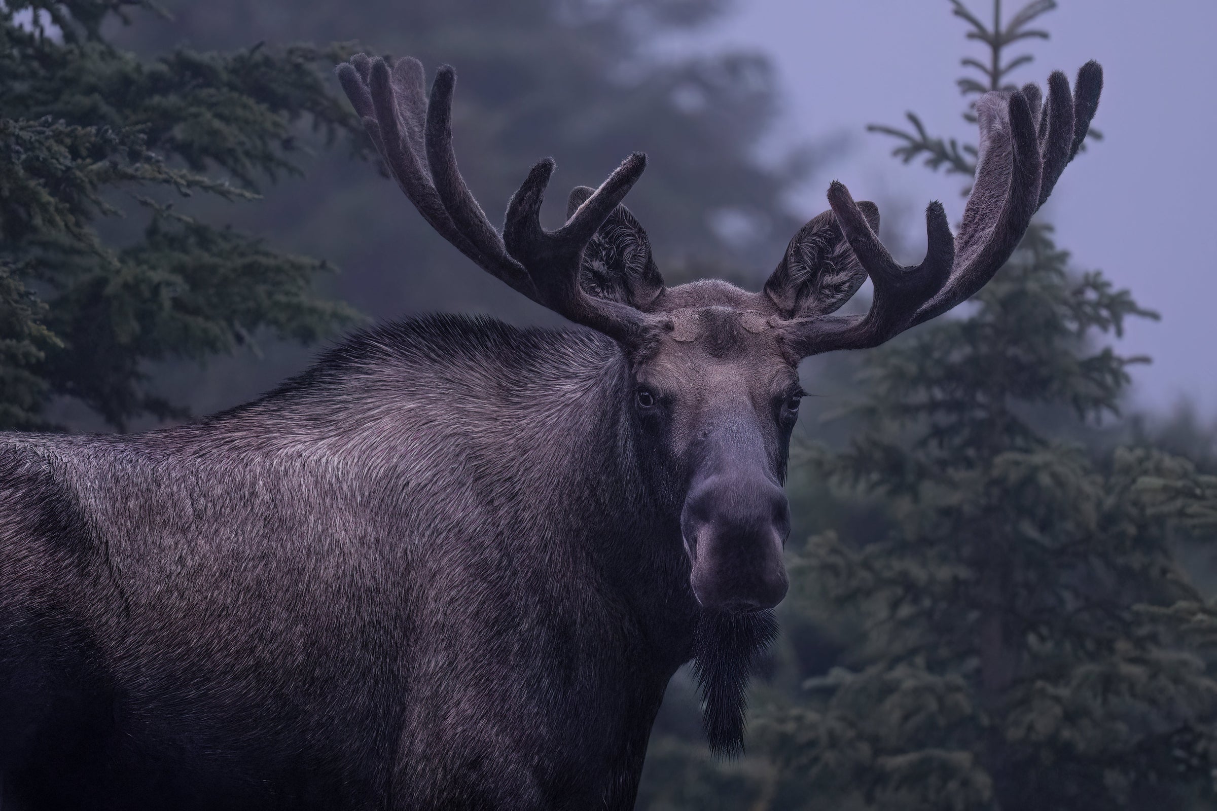Moose & More - Gallery