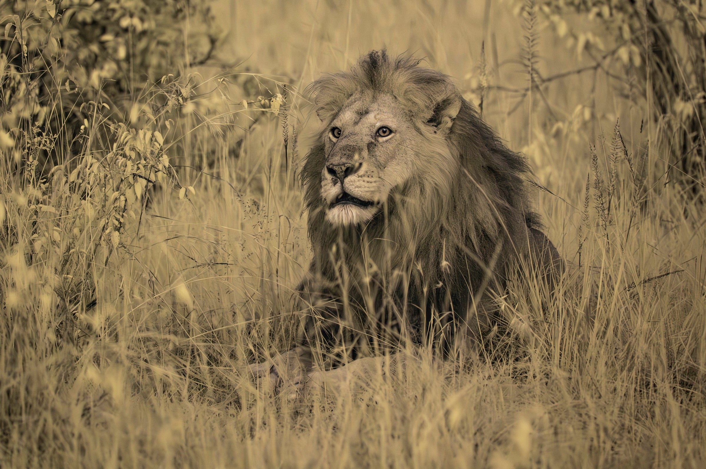 Maasai Mara - Lions, Leopards, Cheetahs