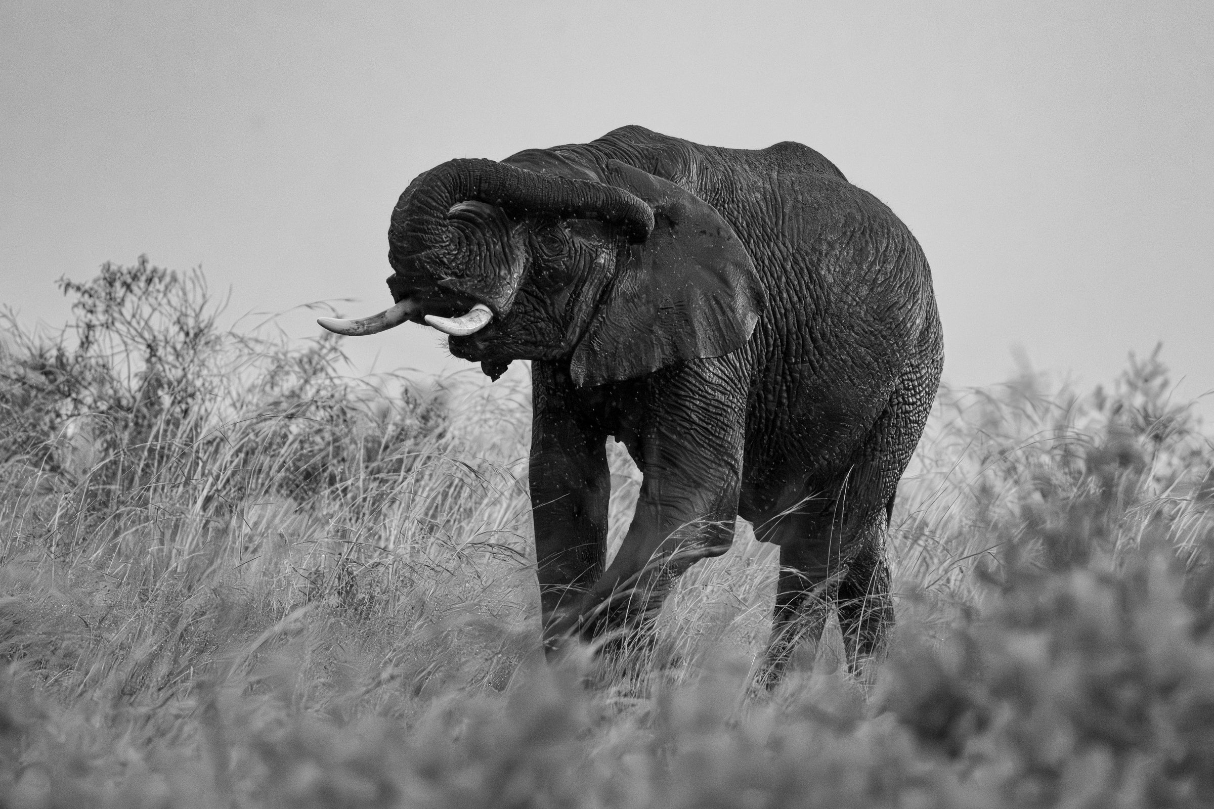 Maasai Mara - Elephants, Giraffes, Hippos, Birds