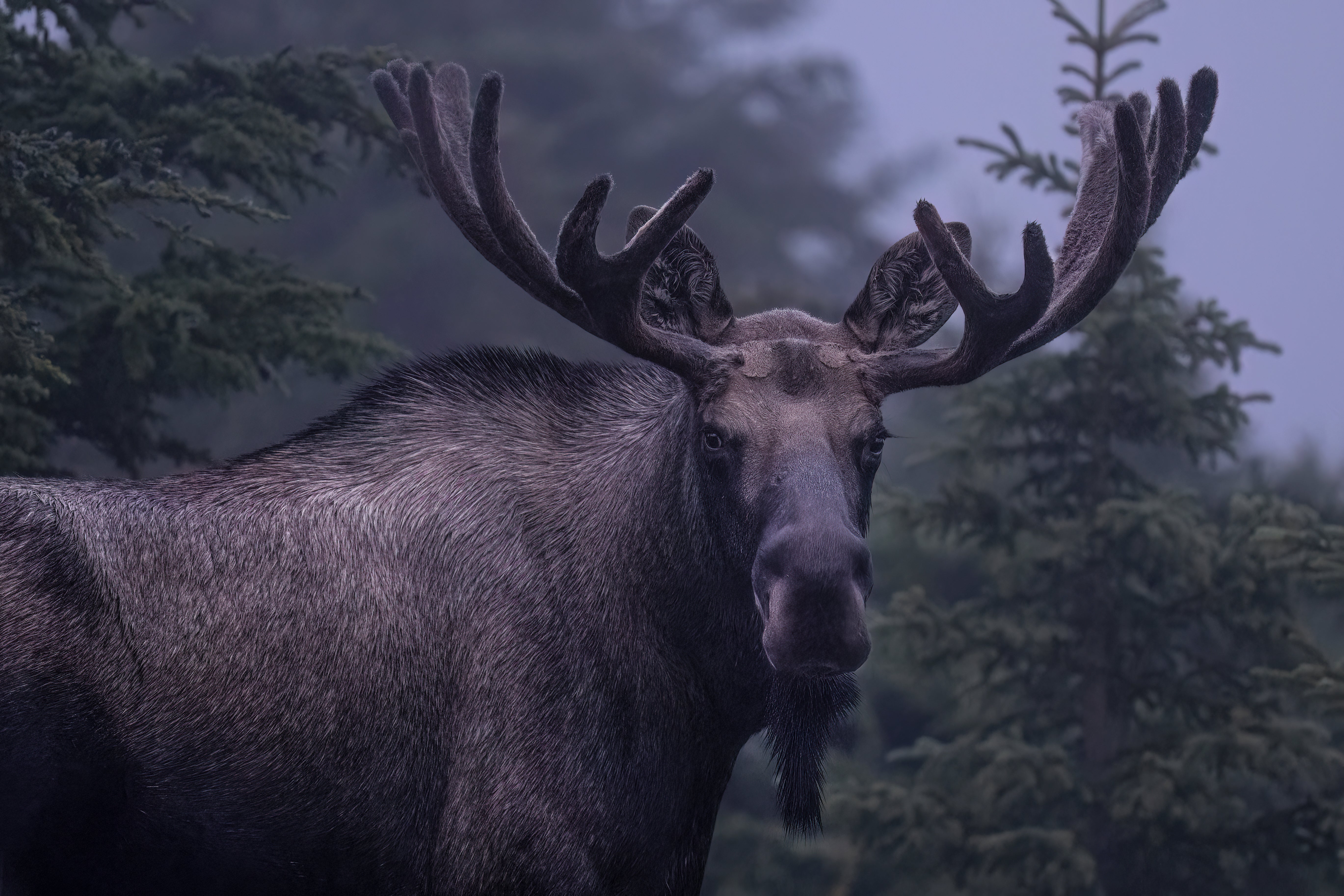 Moose & More