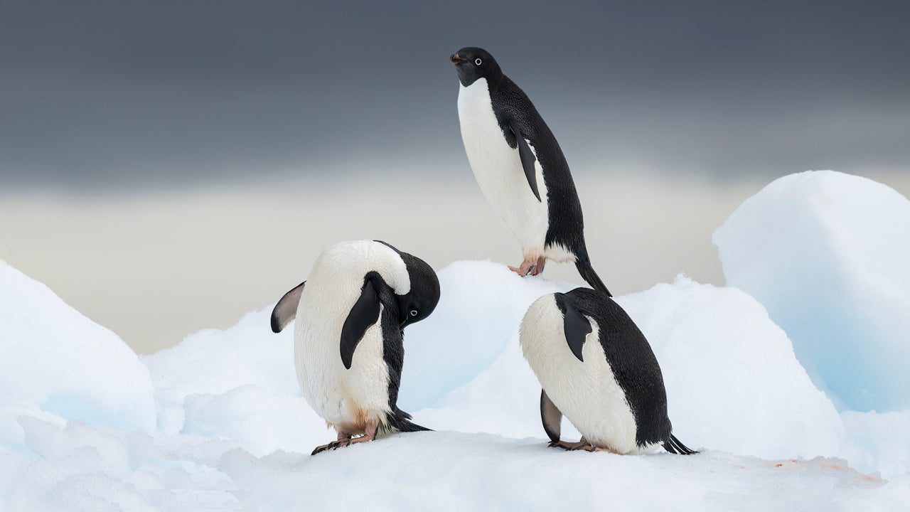 Antarctica Penguins & Landscapes - Gallery