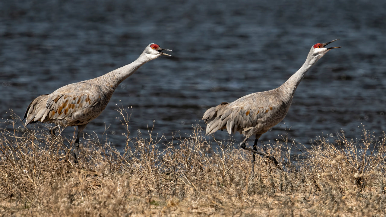 Sandhill Cranes - Gallery