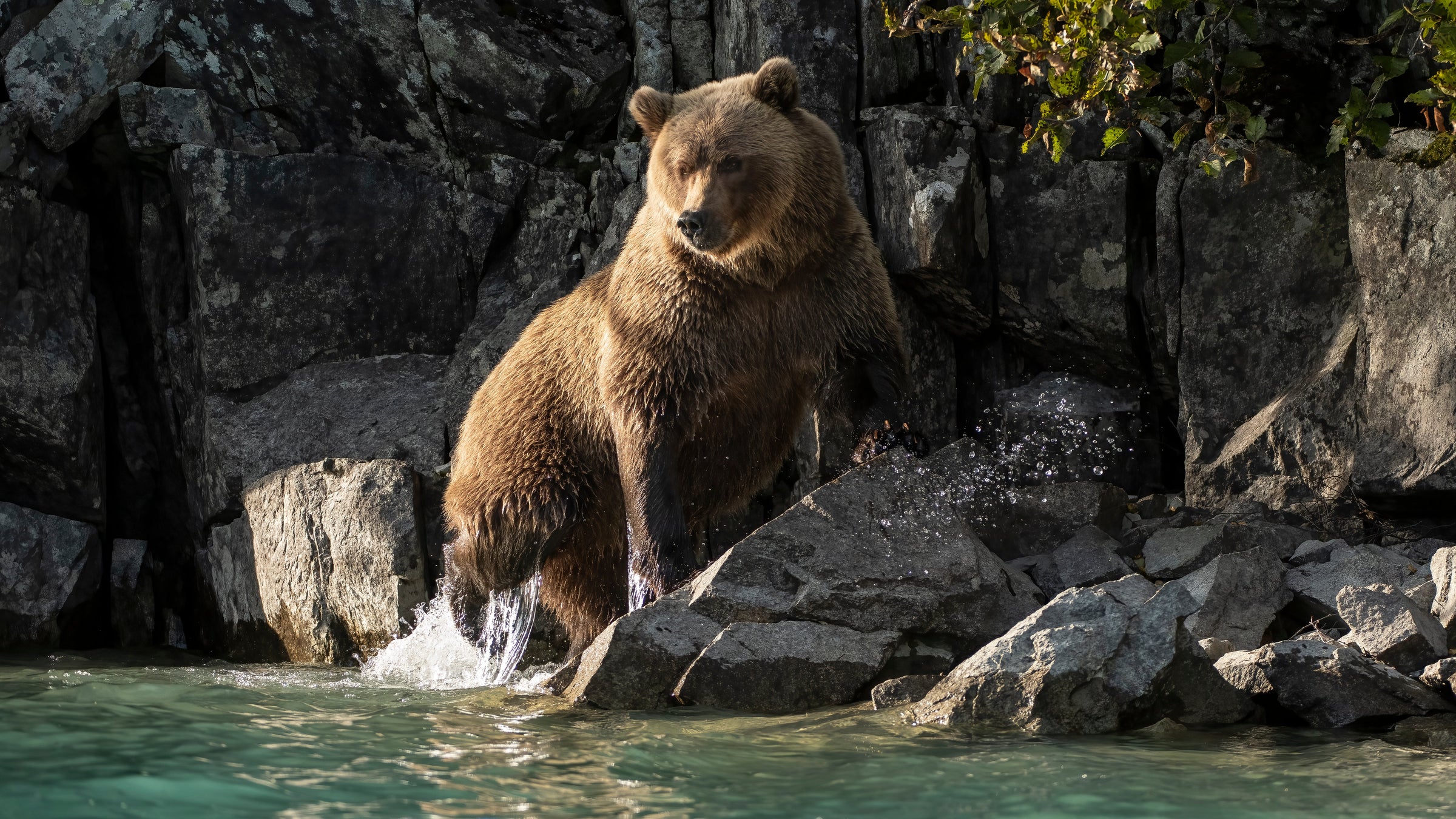Alaskan Bear - Gallery