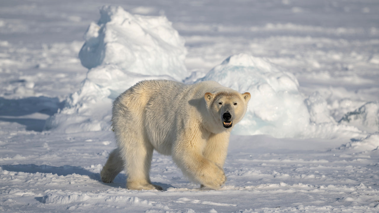 Svalbard Polar Bears & Landscapes Gallery