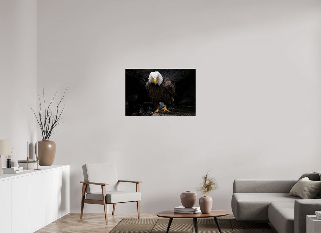 36 x 24″, Hahnemuhle Photo Silk Barta X Bald Eagle Portrait