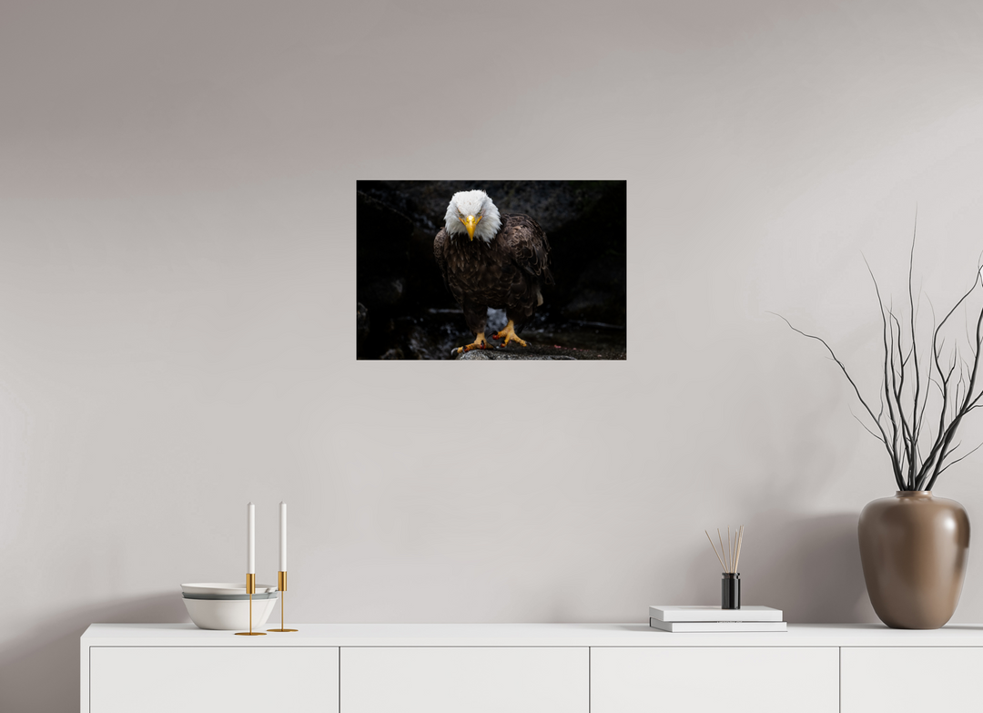 24 x 16″, Hahnemuhle Photo Silk Barta X Bald Eagle Portrait