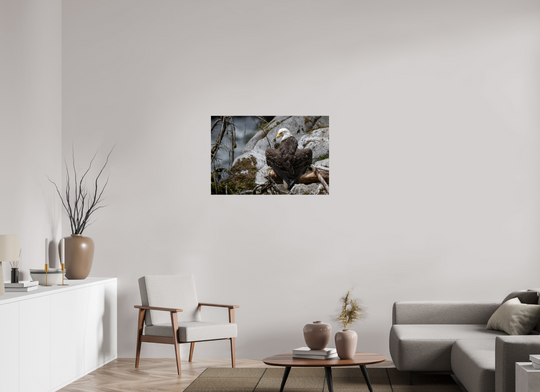 36 x 24″, Hahnemuhle Photo Silk Barta X Bald Eagle -- Observing