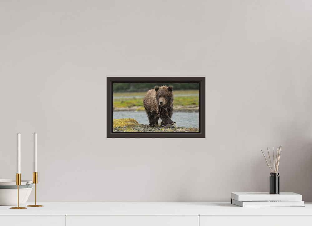 12 x 6.8″, Floating Framed Print on Forex Material Coastal Brown Bear Cub -- Youthful Exuberance