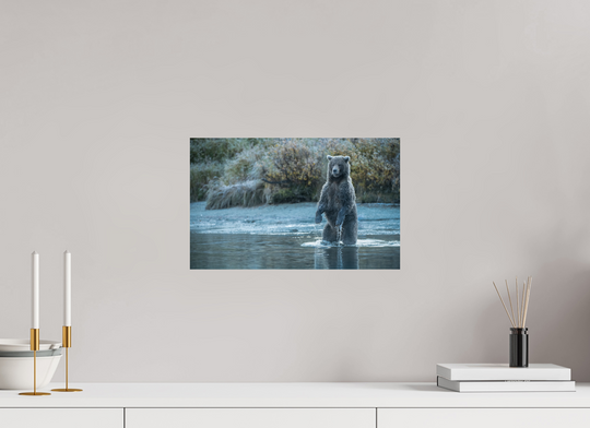16 x 10″, Hahnemuhle Photo Silk Barta X Coastal Brown Bear - Investigating