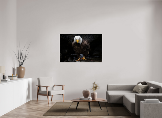 54 x 36″, Hahnemuhle Photo Silk Barta X Bald Eagle Portrait
