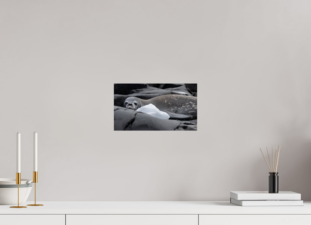12 x 6.8″, Hahnemuhle Photo Silk Barta X Weddell Seal and Ice