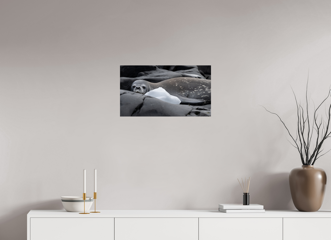 24 x 13.5″, Hahnemuhle Photo Silk Barta X Weddell Seal and Ice
