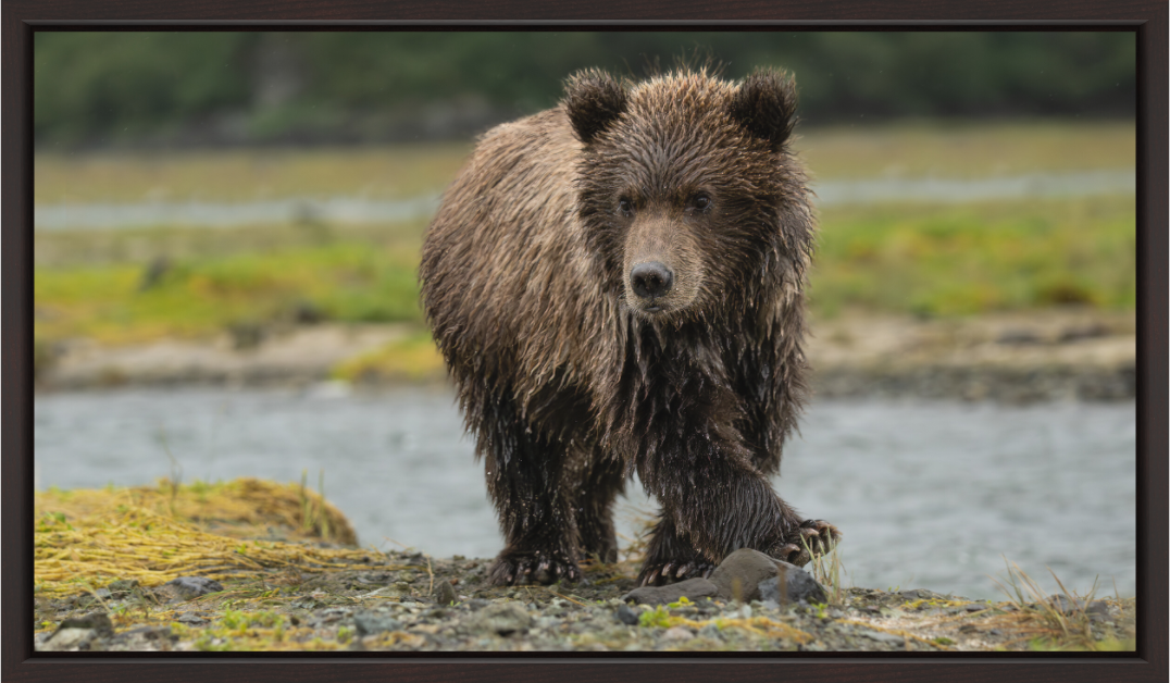 Main image Coastal Brown Bear Cub -- Youthful Exuberance