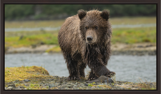 Main image Coastal Brown Bear Cub -- Youthful Exuberance