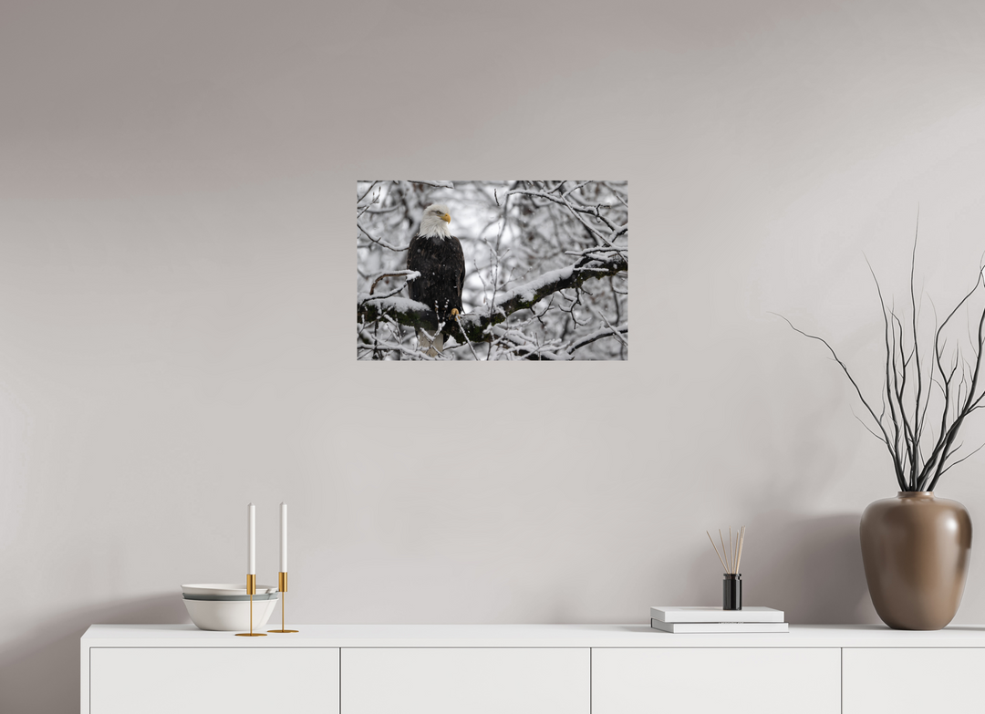 24 x 16″, Hahnemuhle Photo Silk Barta X Bald Eagle in Snow