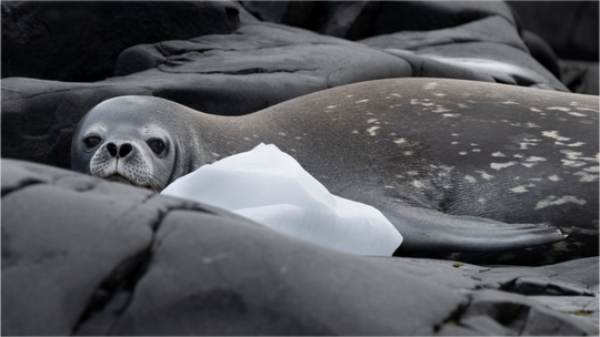 Main image Weddell Seal and Ice