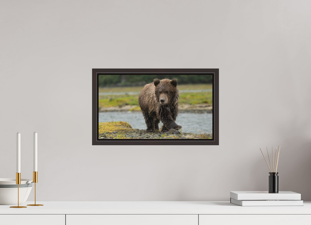 16 x 9″, Floater Frame with Direct Print on Aluminum Backing Coastal Brown Bear Cub -- Youthful Exuberance