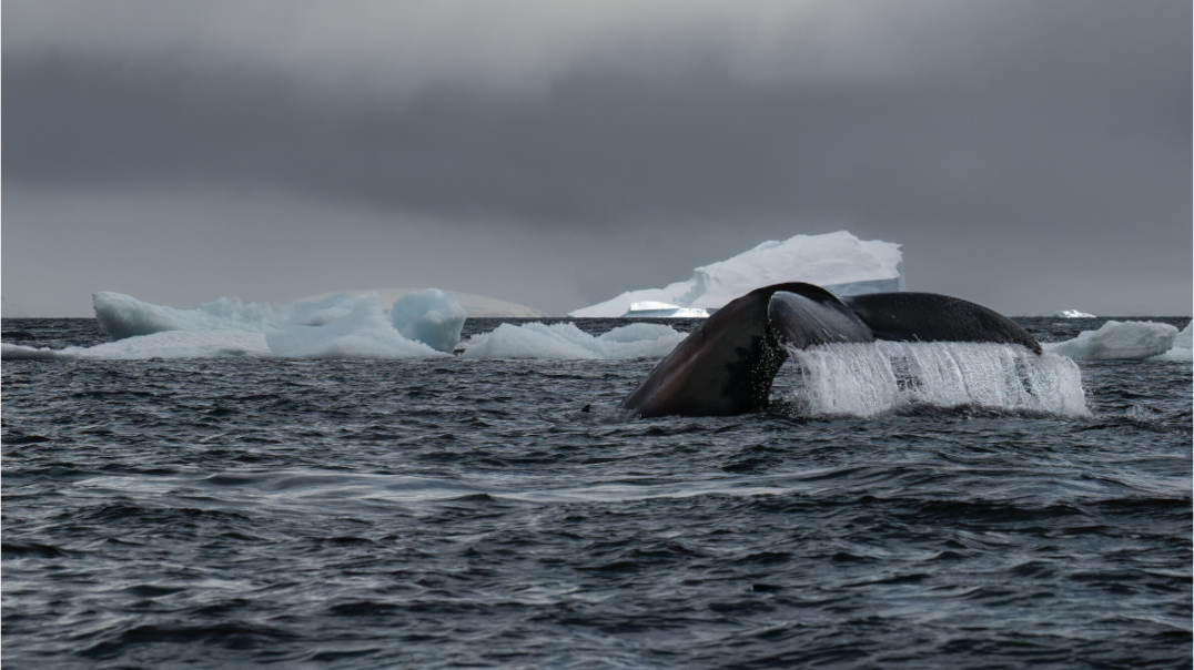 Main image Amongst Icebergs