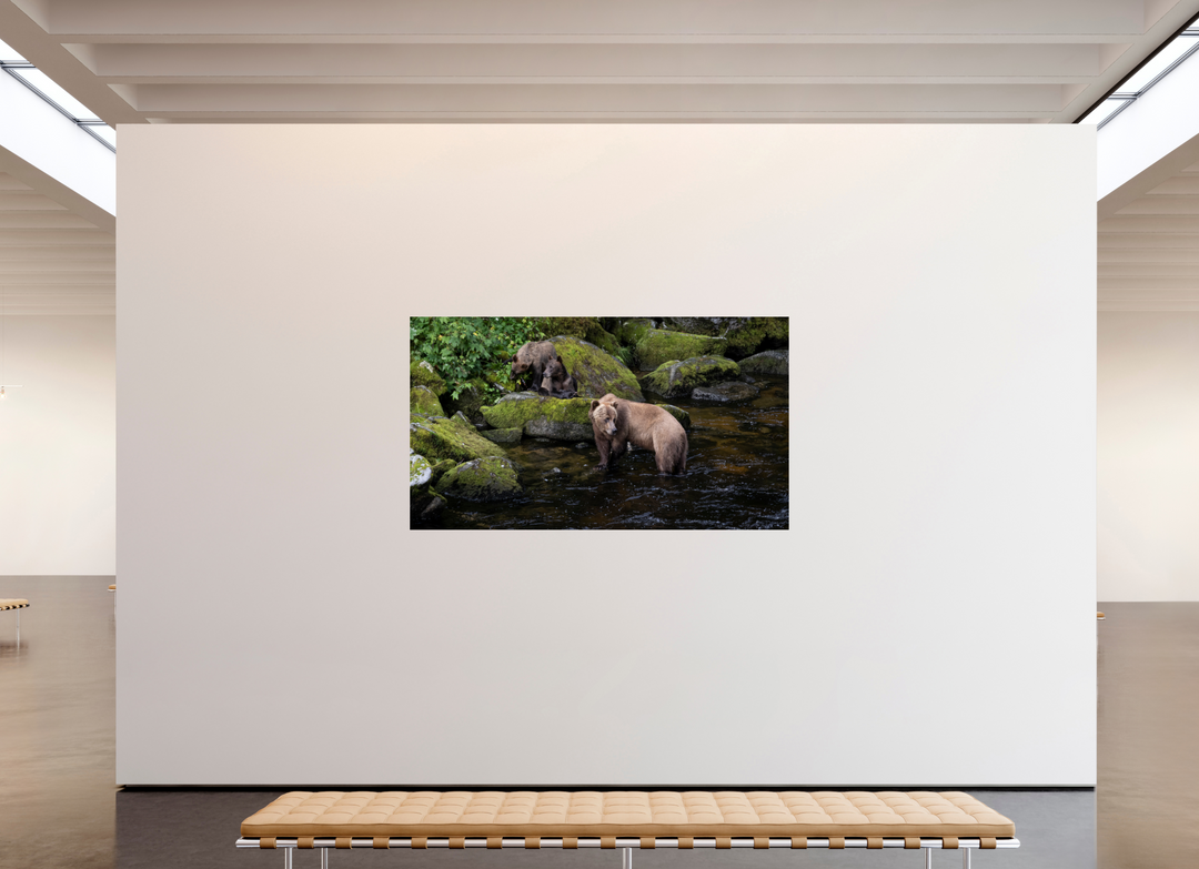 Alaskan Bear