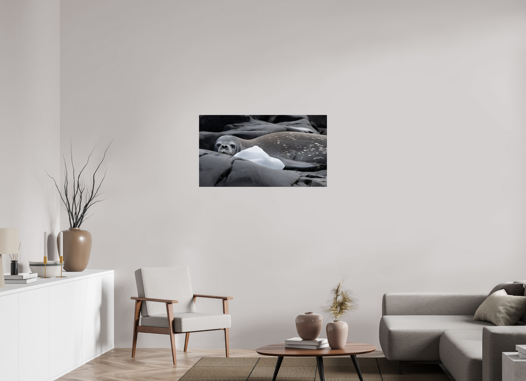 40 x 22.5″, Hahnemuhle Photo Silk Barta X Weddell Seal and Ice