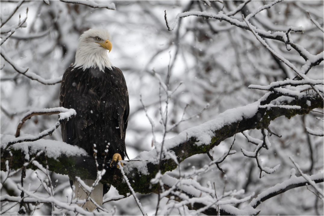 Main image Bald Eagle in Snow