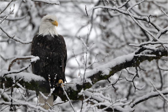 Main image Bald Eagle in Snow