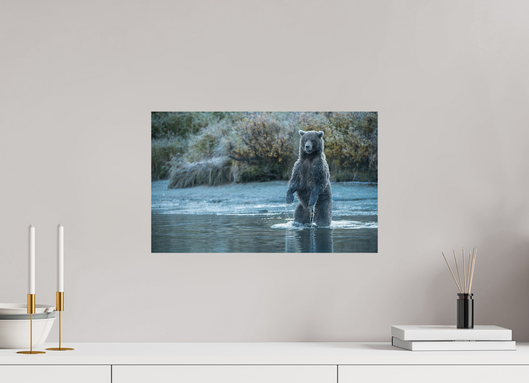 19.2 x 12″, Hahnemuhle Photo Silk Barta X Coastal Brown Bear - Investigating