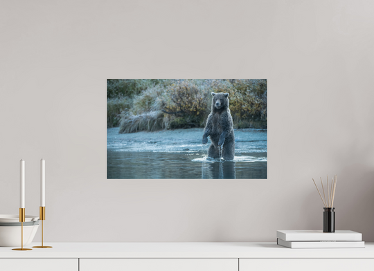19.2 x 12″, Hahnemuhle Photo Silk Barta X Coastal Brown Bear - Investigating