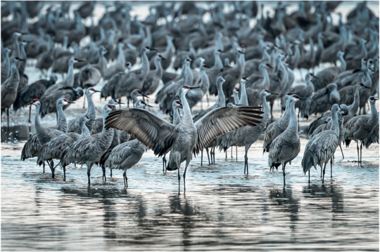 Sandhill Cranes