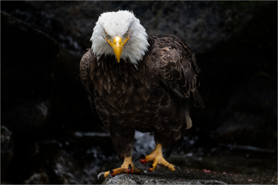 Main image Bald Eagle Portrait