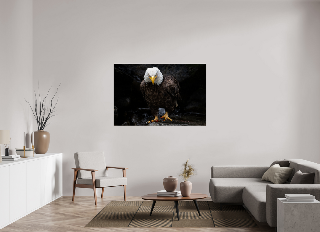 60 x 40″, Hahnemuhle Photo Silk Barta X Bald Eagle Portrait