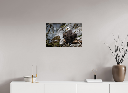 24 x 16″, Hahnemuhle Photo Silk Barta X Bald Eagle -- Observing