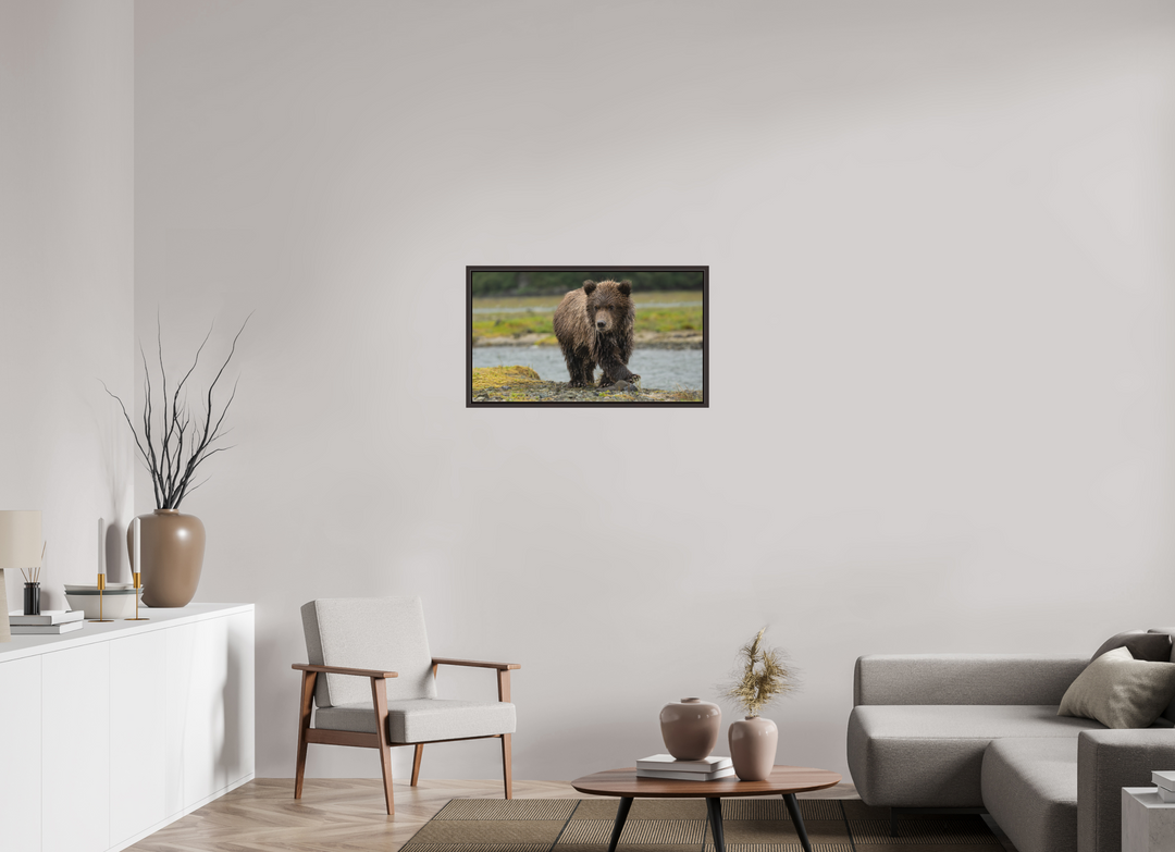 32 x 18″, Floating Framed Print on Forex Material Coastal Brown Bear Cub -- Youthful Exuberance
