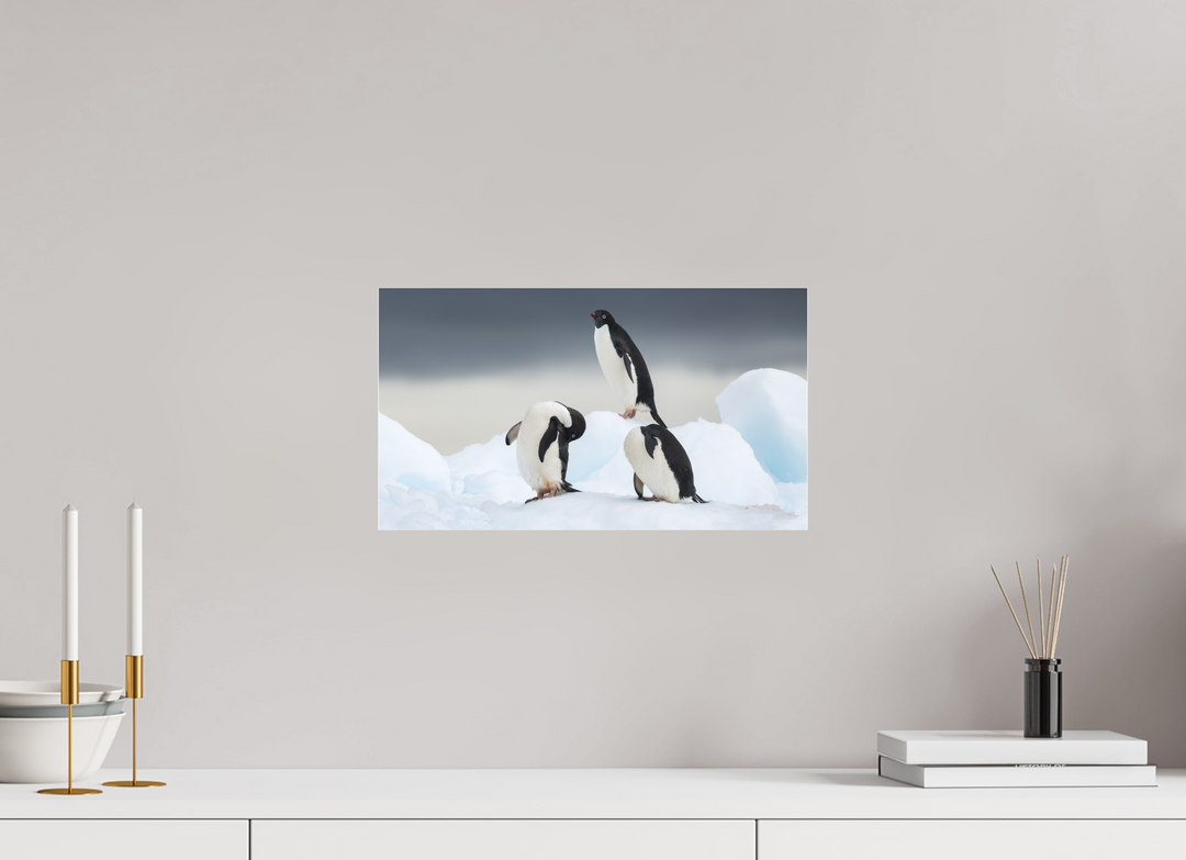 16 x 9″, Photo Print Under Matte Acrylic Glass Adelie Penguins - Preening