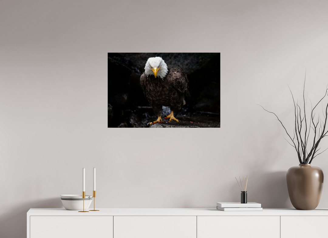 30 x 20″, Hahnemuhle Photo Silk Barta X Bald Eagle Portrait