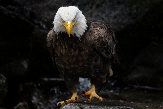 Bald Eagle