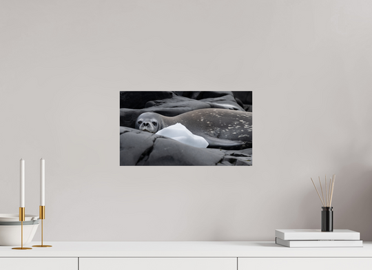 16 x 9″, Hahnemuhle Photo Silk Barta X Weddell Seal and Ice